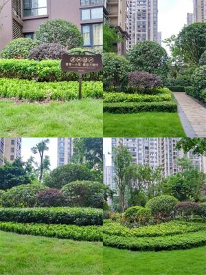 共享美好家園 邦泰·國際公館綠化再次升級