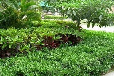 干貨！園林綠化種植技術15問，解決你的施工與養護難題