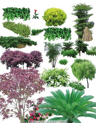 常用園林植物圖片與綠化應用解析