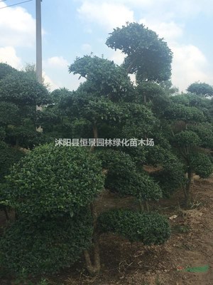 沭陽縣恒景園林綠化苗木場 匠心筑綠，美化城鄉新圖景